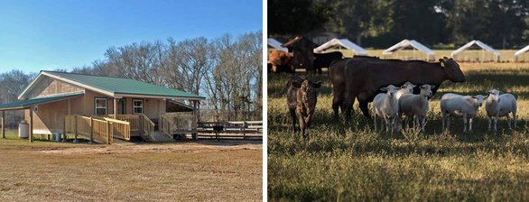 Collage of photo of cabin and farm animals